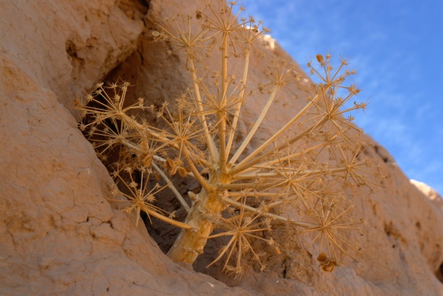 Interesting plant that 'sang' a tune through the whirring howls of winds. Any idea what it is called? At Ayaz Qala