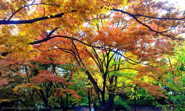 Colours of autumn. Seoul, late October 2013.